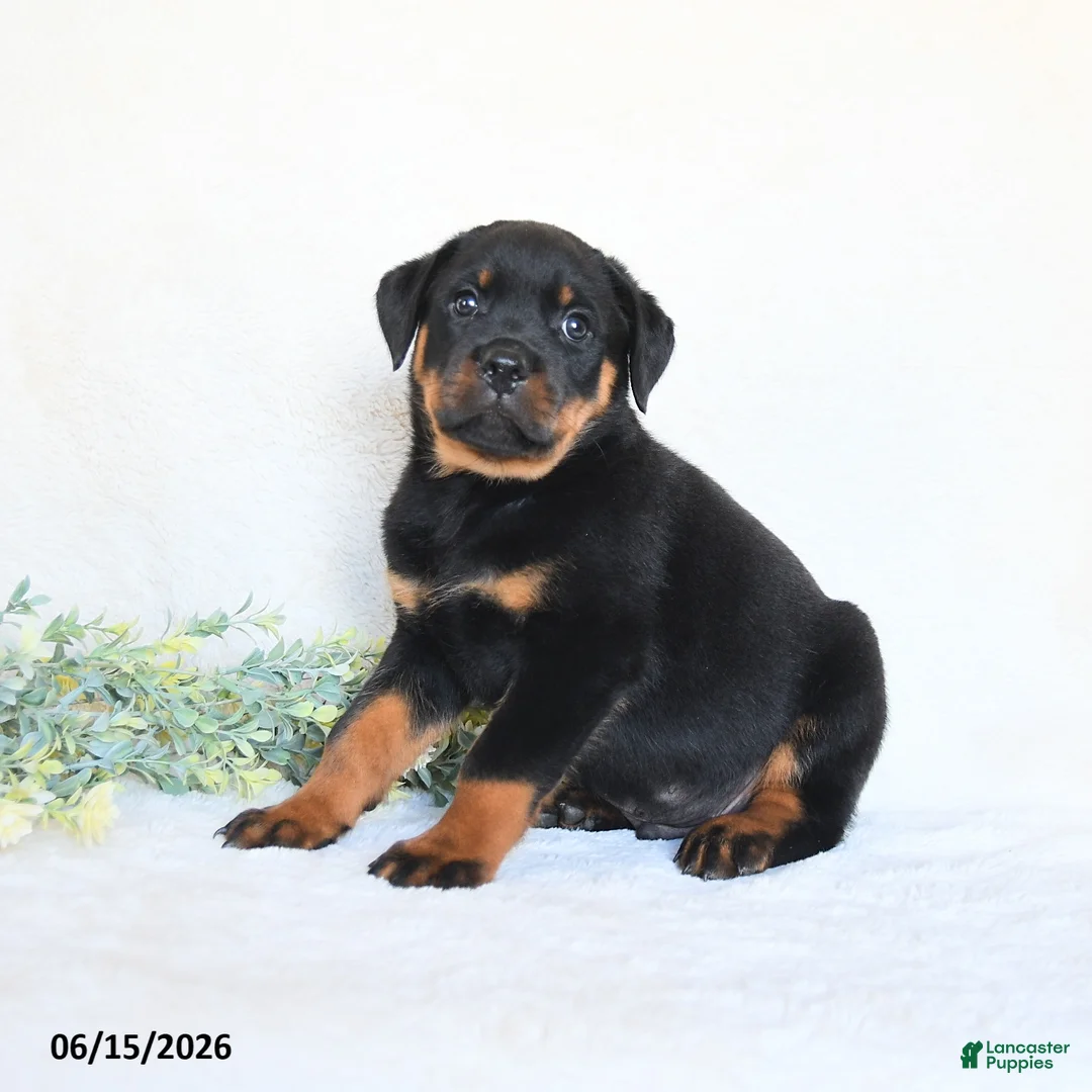 Rottweiler dogs for sale: Archie - Ad 2