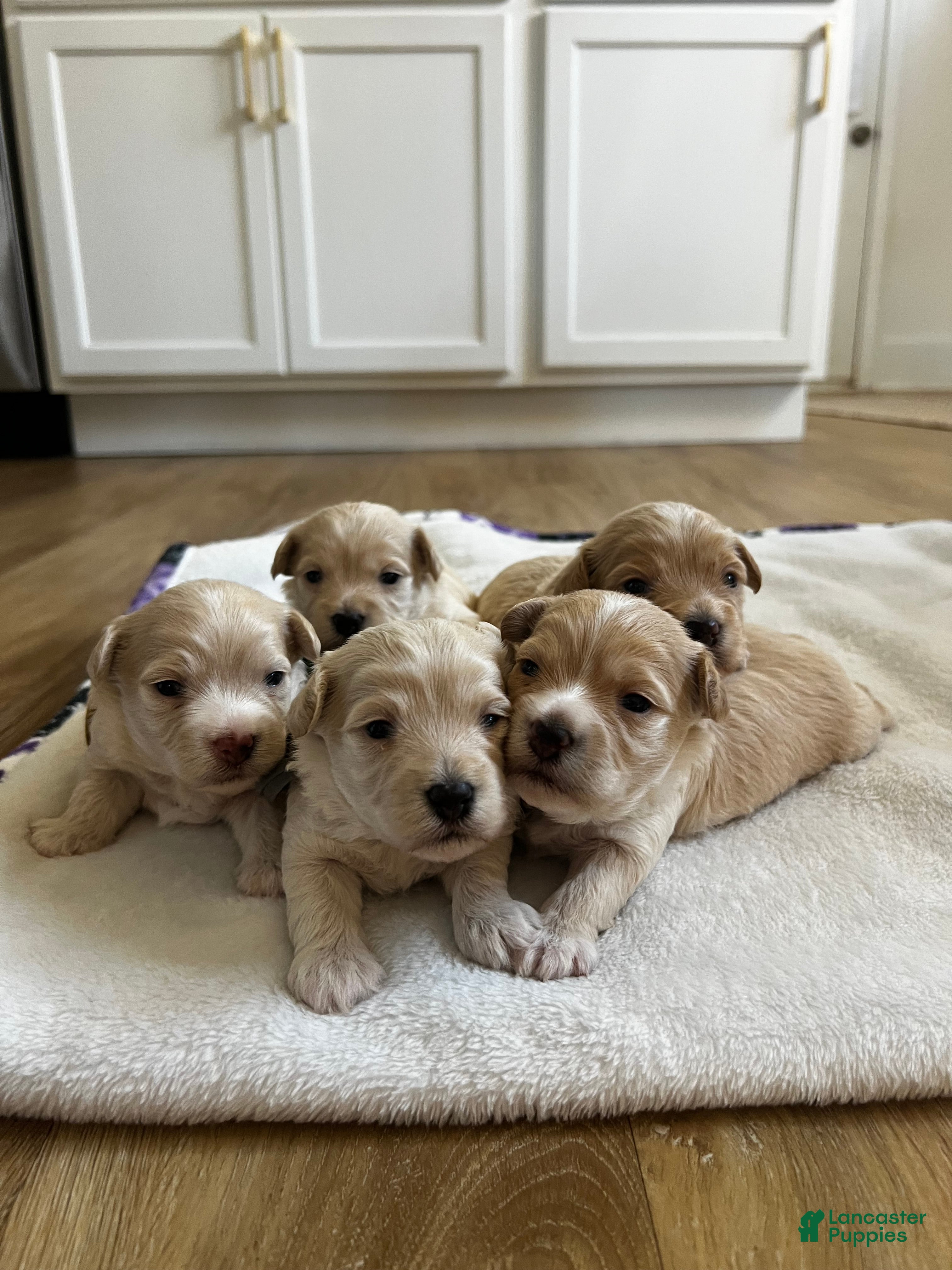 Maltipoo dogs Maltipoo 1 - Ad 2