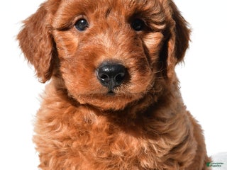 Goldendoodle dogs - Ad 17