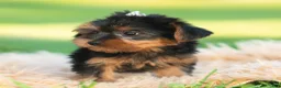 Yorkshire Terrier dogs for sale: Leo - Ad 4