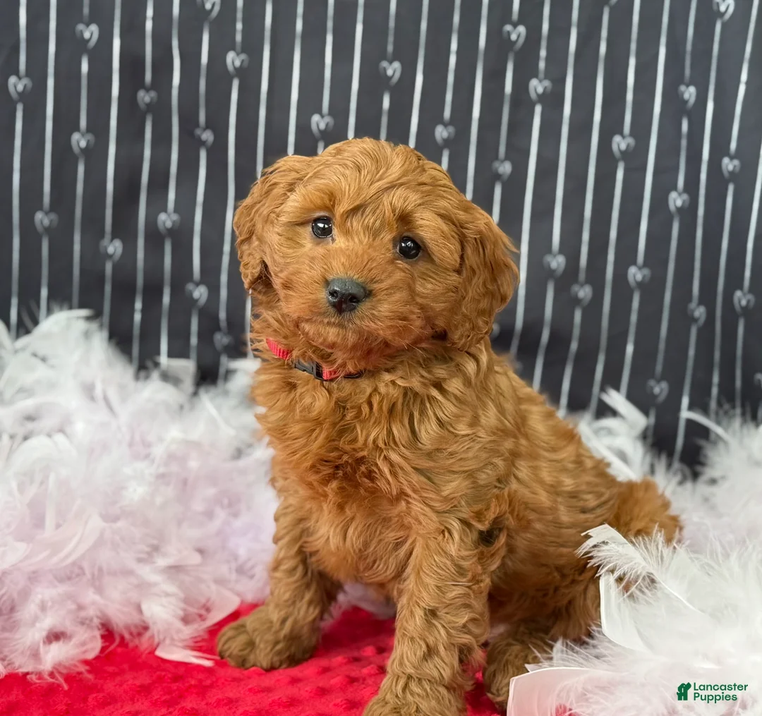 Cavapoo dogs for sale: Dallas - Ad 4
