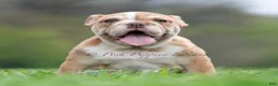 English Bulldog dogs for sale: Hulk - Ad 88