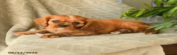 Cavalier King Charles Spaniel dogs for sale: Amelia - Ad 3