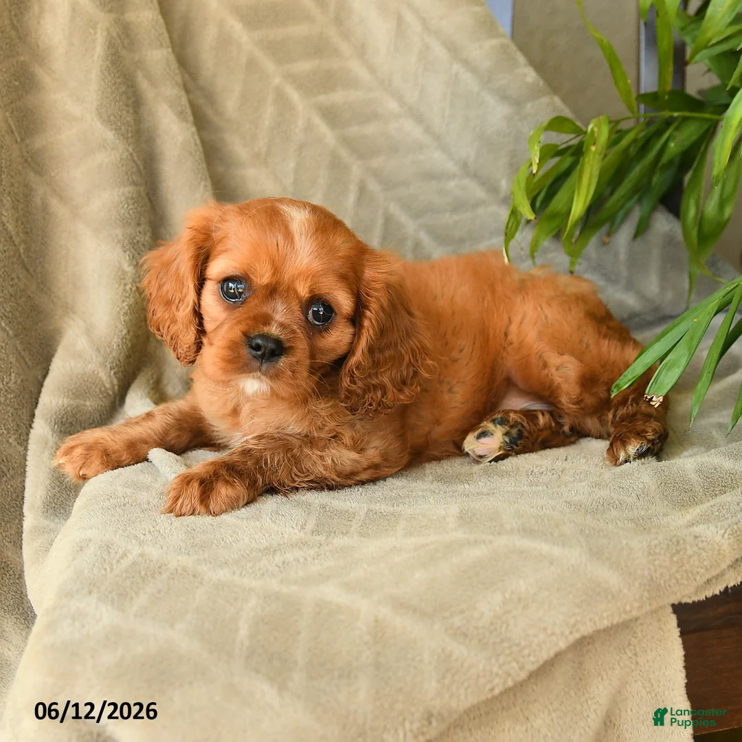 Cavalier King Charles Spaniel dogs for sale: Amelia - Ad 3