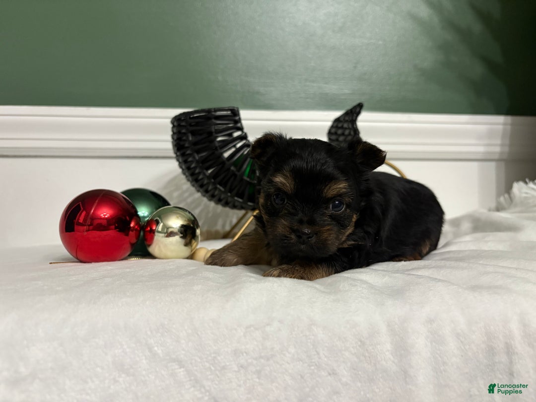 Yorkshire Terrier dogs for sale: TEACUP OLLIE - Ad 2