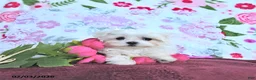 Maltese dogs for sale: Valentine EXTRA SMALL - Ad 8