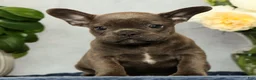 French Bulldog dogs for sale: Parker - Ad 4