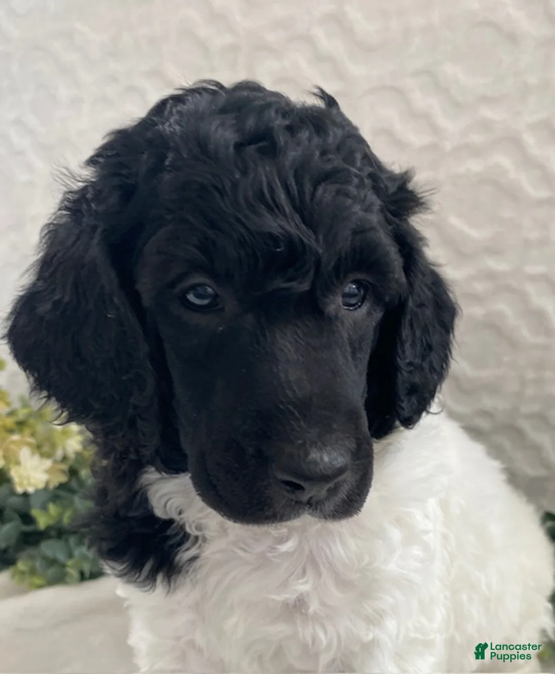 Standard Poodle dogs for sale: Kirby- genetic clear - Ad 4