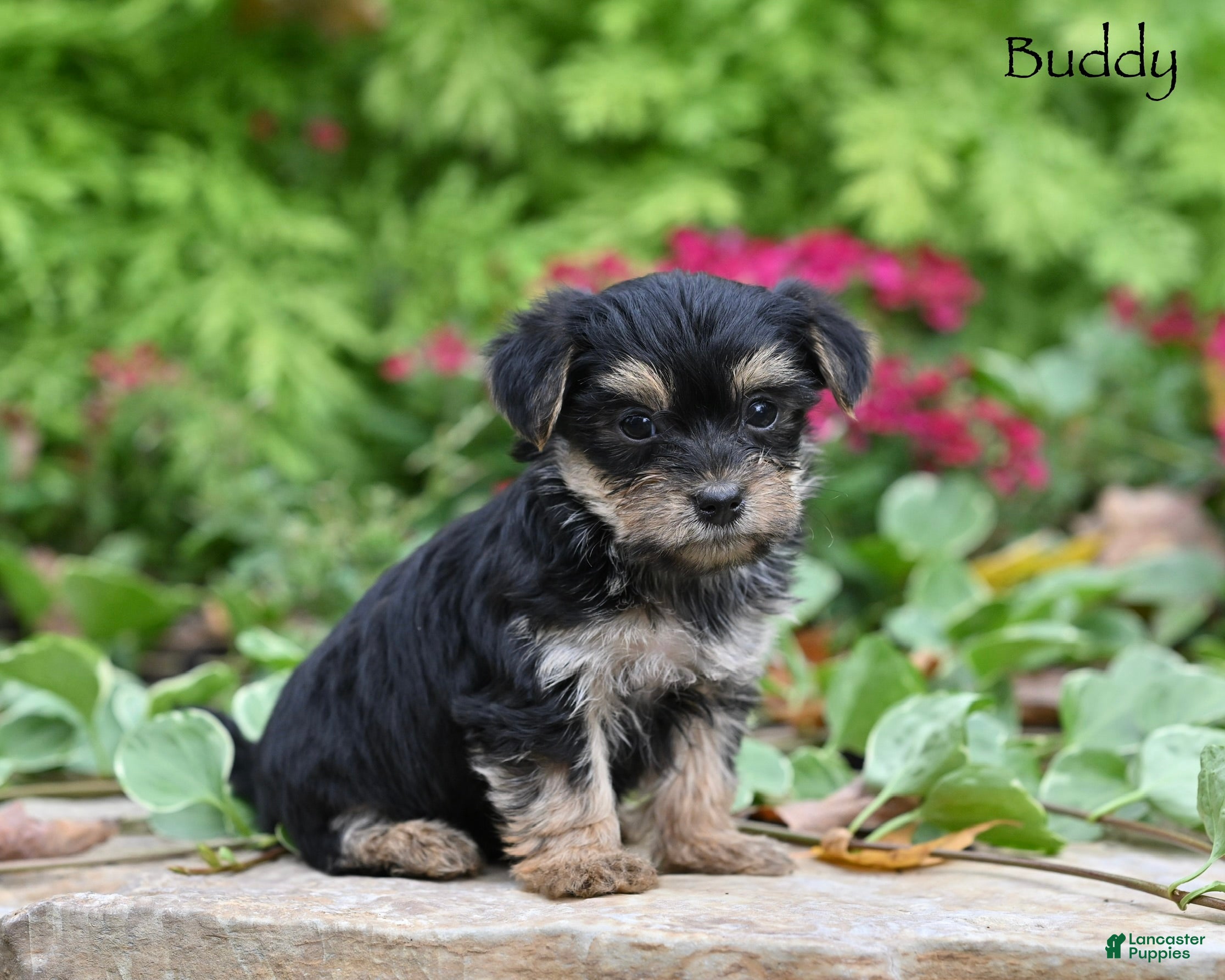 Morkie dogs Buddy - Ad 1