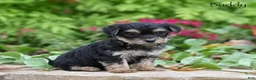 Morkie dogs for sale: Buddy - Ad 1