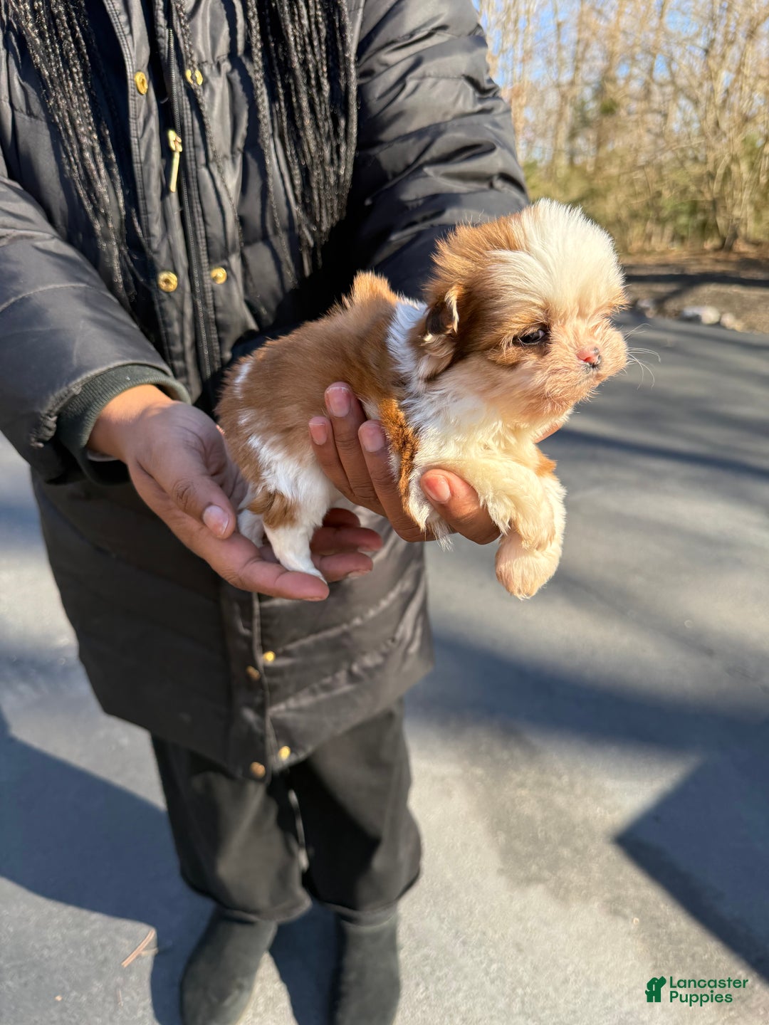 Shihpoo dogs for sale: Shihpoo Puppy 2 - Ad 3