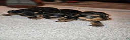 Yorkshire Terrier dogs for sale: Max - Ad 26