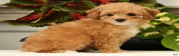 Miniature Poodle dogs for sale: Bobby - Ad 5