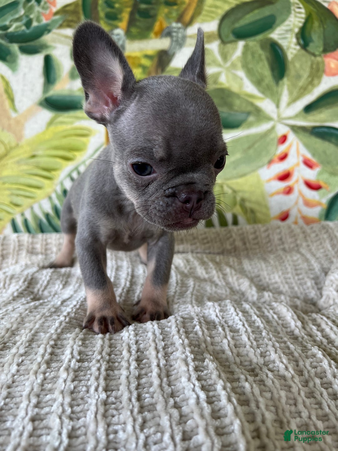 French Bulldog dogs for sale: Reese’s Akc - Ad 8