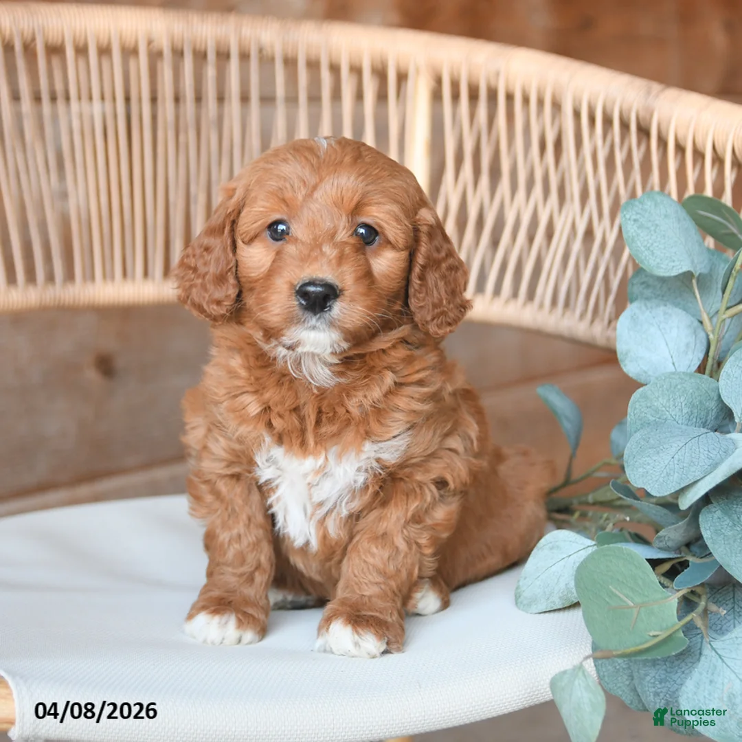 Mini Bernedoodle dogs for sale: Magnolia - Ad 2