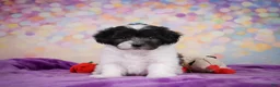 Maltipoo dogs for sale: Voilet - Ad 12