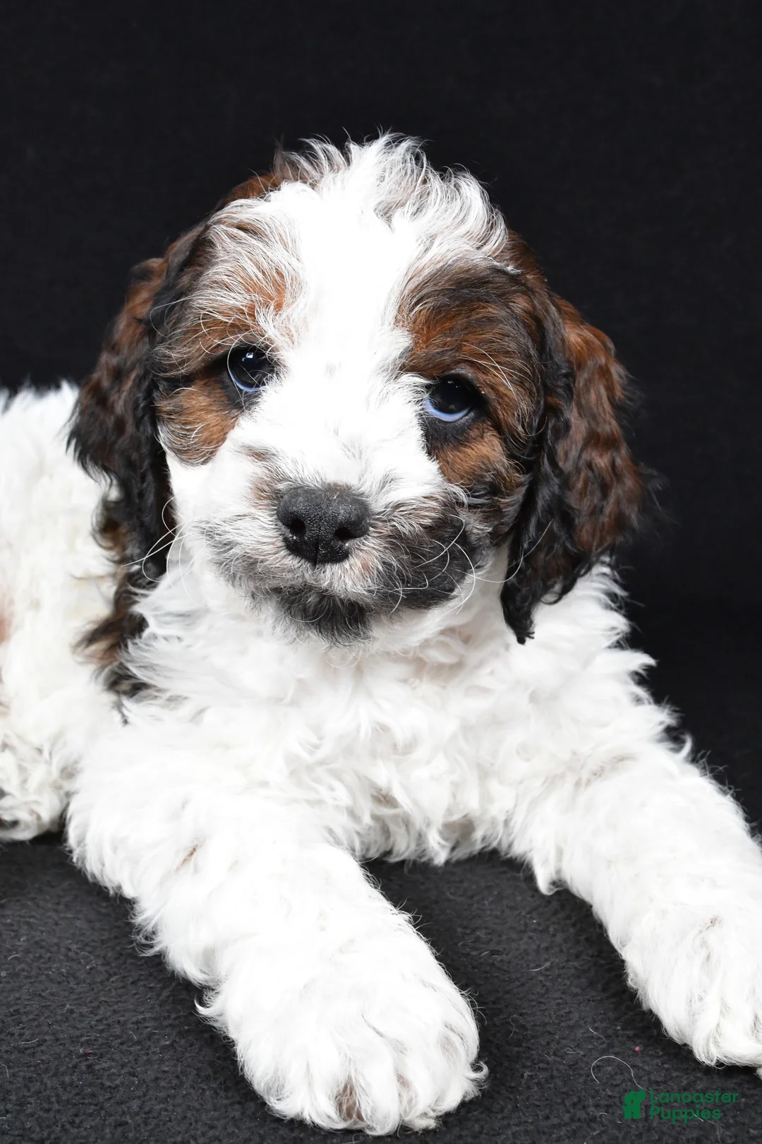 Cockapoo dogs for sale: Denver - Ad 2