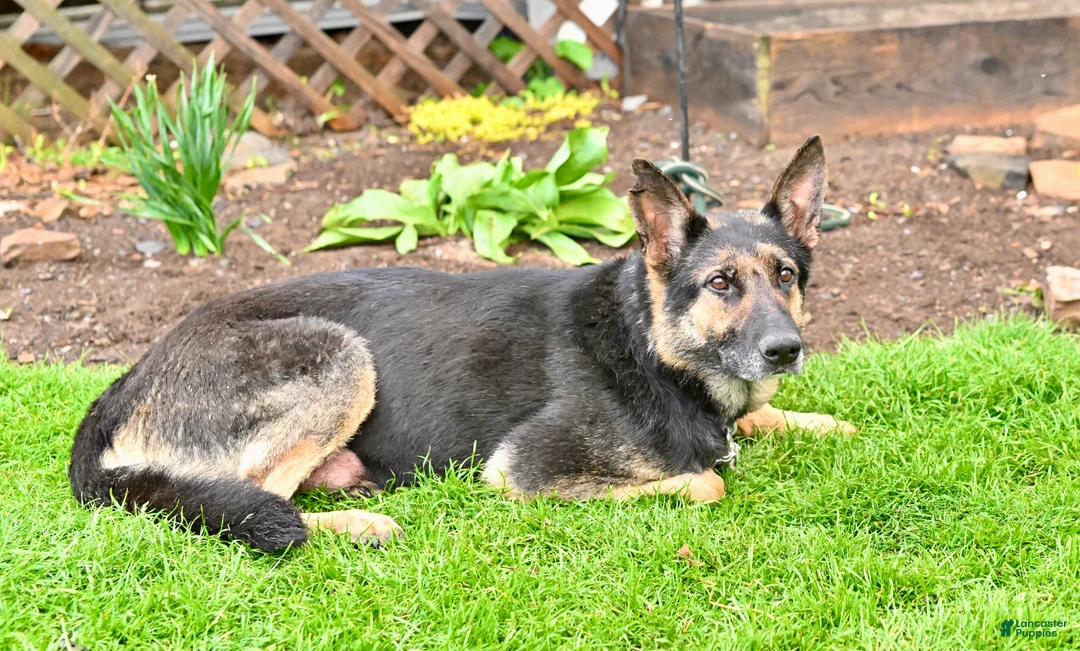 German Shepherd dogs for sale: Nova - Ad 2