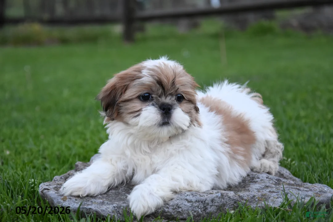 Shih Tzu dogs for sale: Glacier - Ad 2