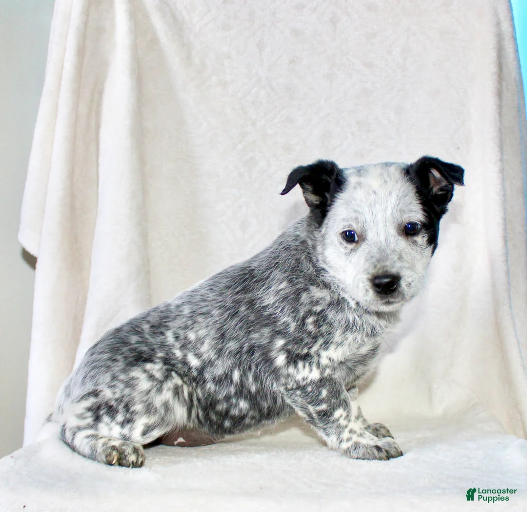 Australian Cattle Dog dogs for sale: Rose - Ad 3