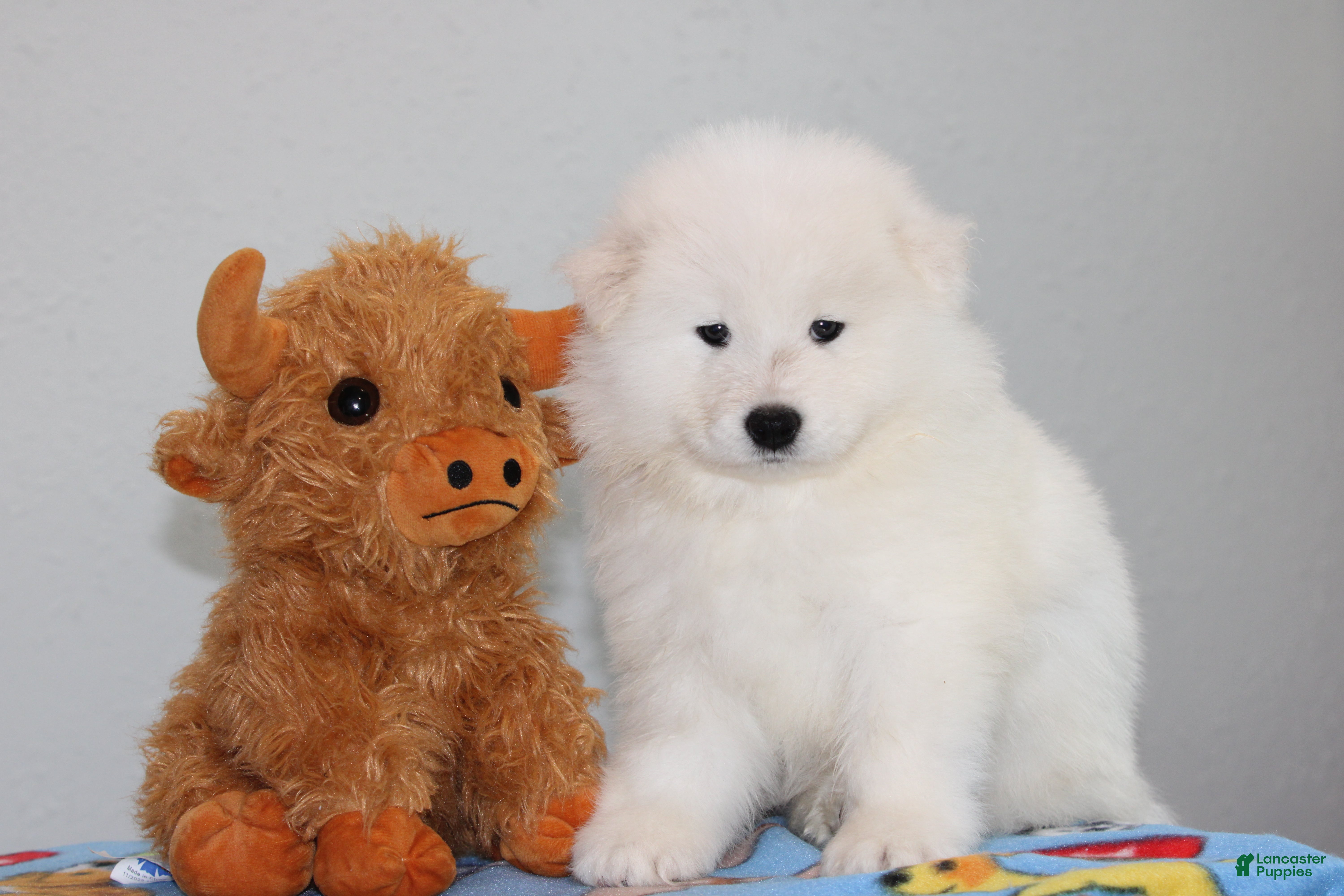Samoyed dogs Ariat - Ad 2
