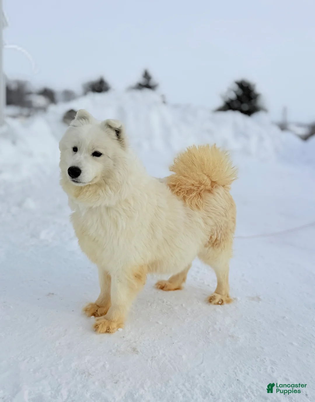Samoyed dogs for sale: Diesel  - Ad 5