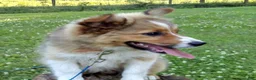 Australian Shepherd dogs for sale: Toby - Ad 8