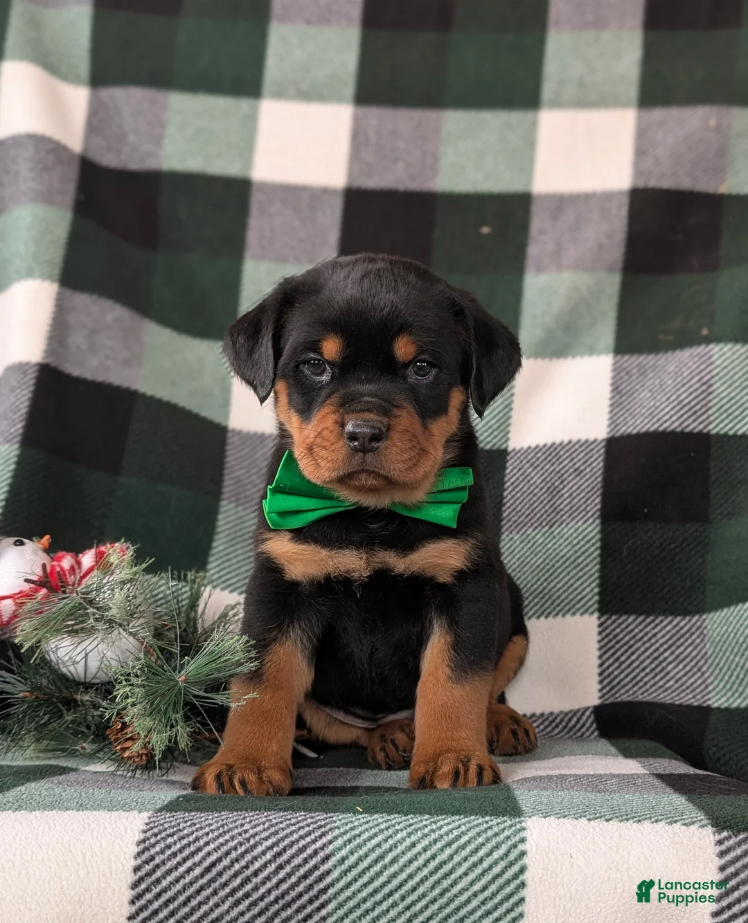 Rottweiler dogs for sale: Bryant - Ad 10