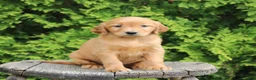 Mixed Breed dogs for sale: Wynn  - Ad 3