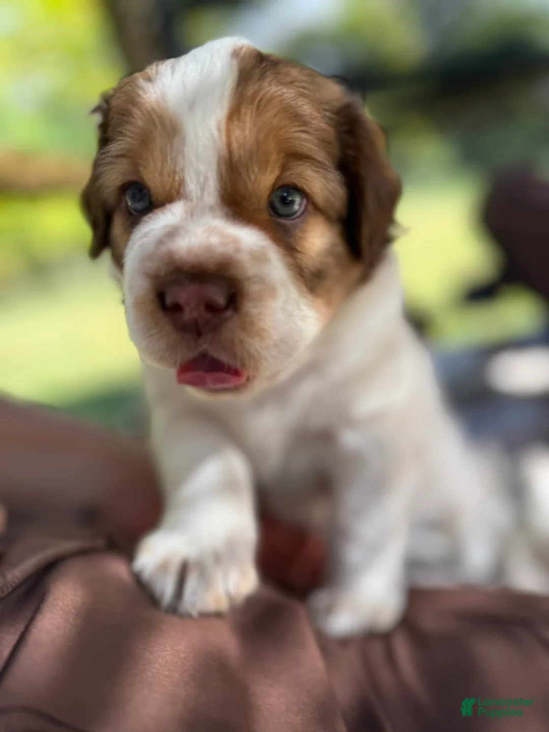 Mini Hippo dogs for sale: Mini Hippo Puppy - Arlo - Ad 2