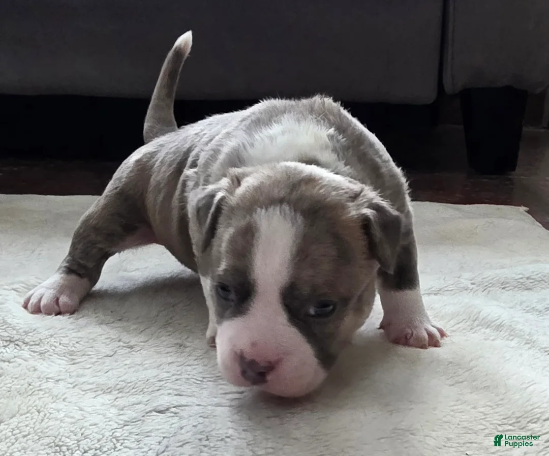 American Bully dogs for sale: Stubs - Ad 2