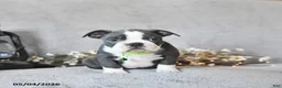 Boston Terrier dogs for sale: Keaton - Ad 3