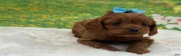 Cavapoo dogs for sale: Benny - Ad 2