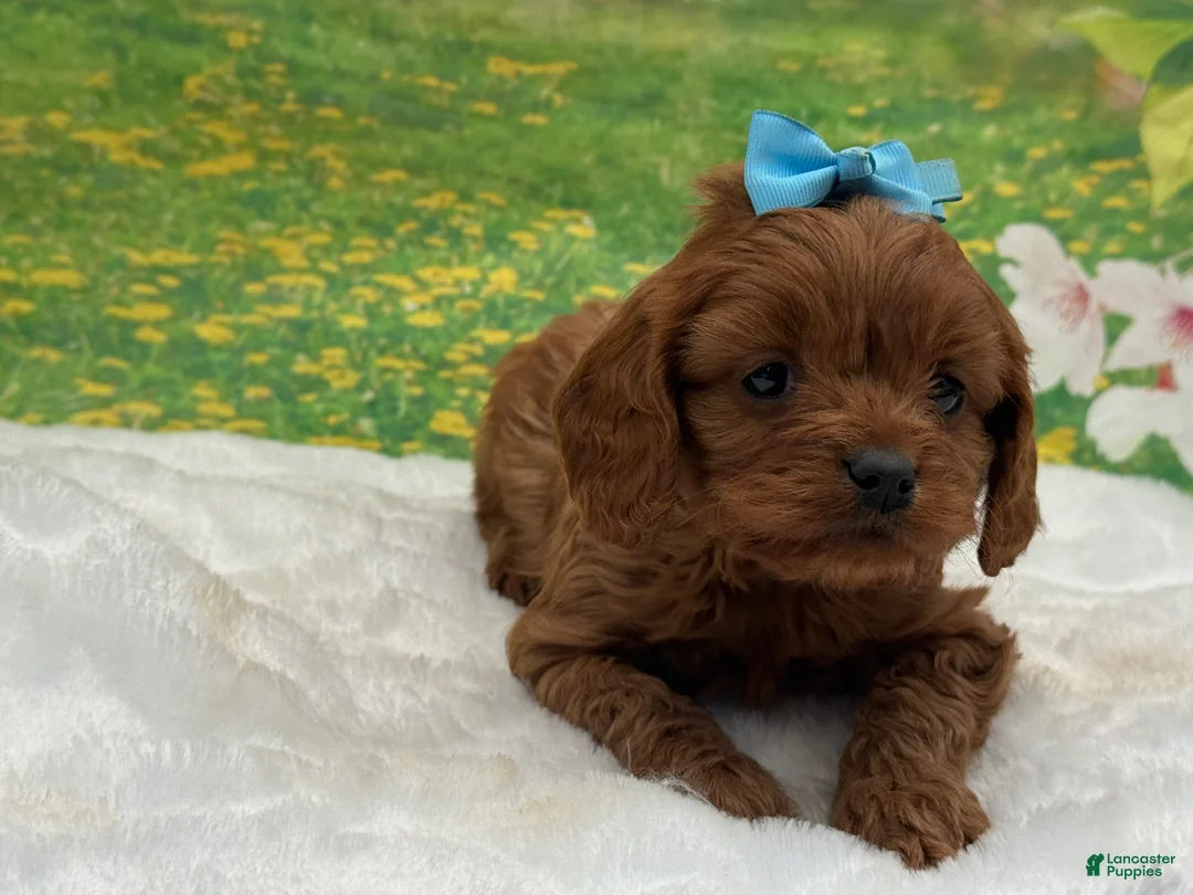 Cavapoo dogs for sale: Benny - Ad 2