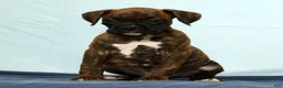Boxer dogs for sale: Max - Ad 3