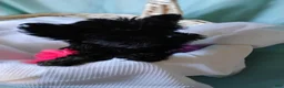Shorkie dogs for sale: Asia - Ad 7