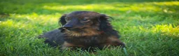 Miniature Dachshund dogs for sale: Joyce Miniature Dachshund  - Ad 6
