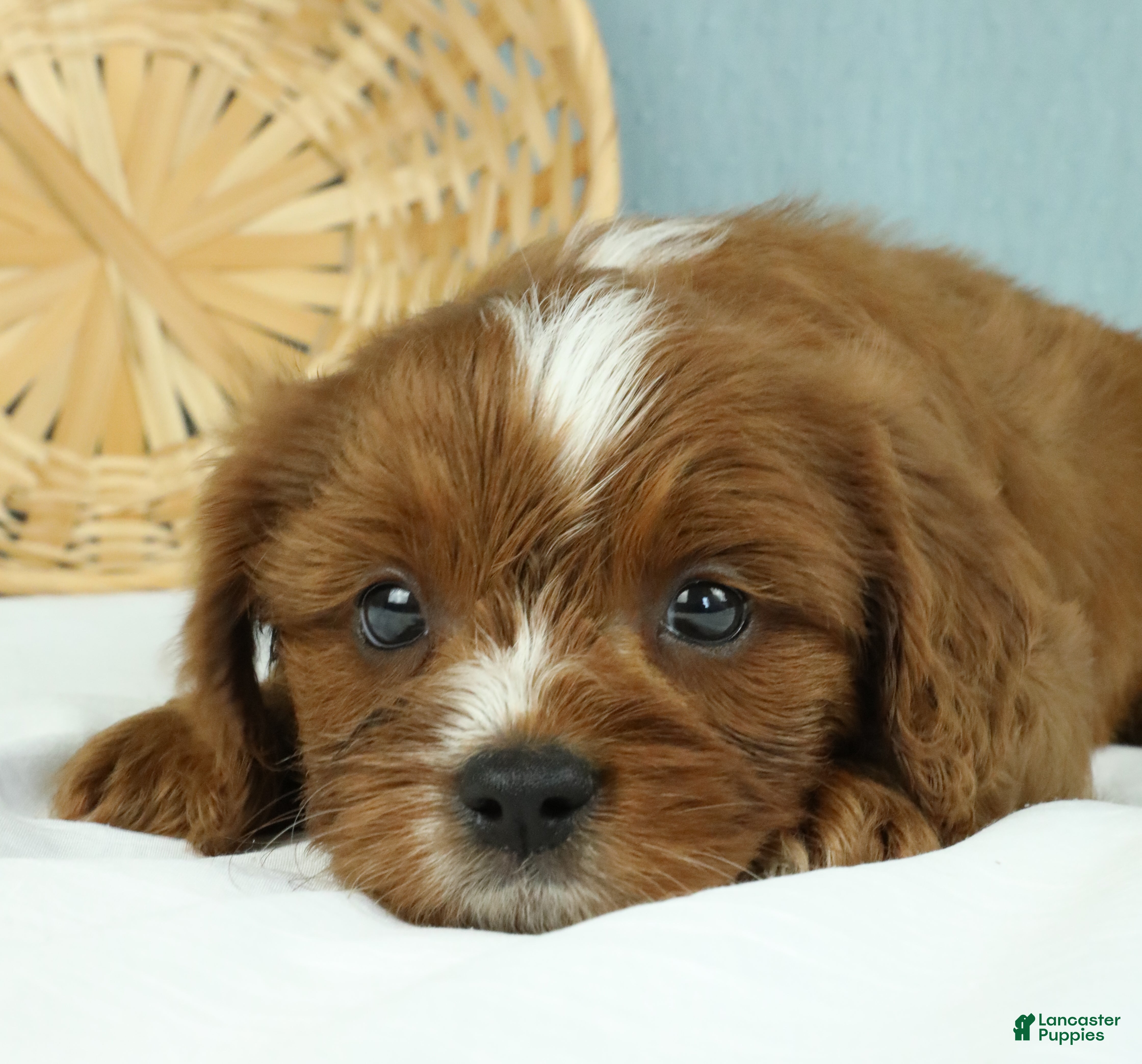 Cavapoo dogs Snickers 🍪 - Ad 2
