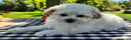 Miniature Poodle dogs for sale: Gage - Ad 2