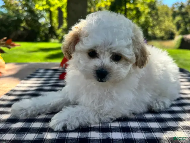 Miniature Poodle dogs for sale: Gage - Ad 2
