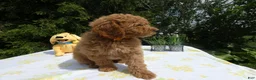 Mini Goldendoodle dogs for sale: Goldendoodle 5 Lanny - Ad 4