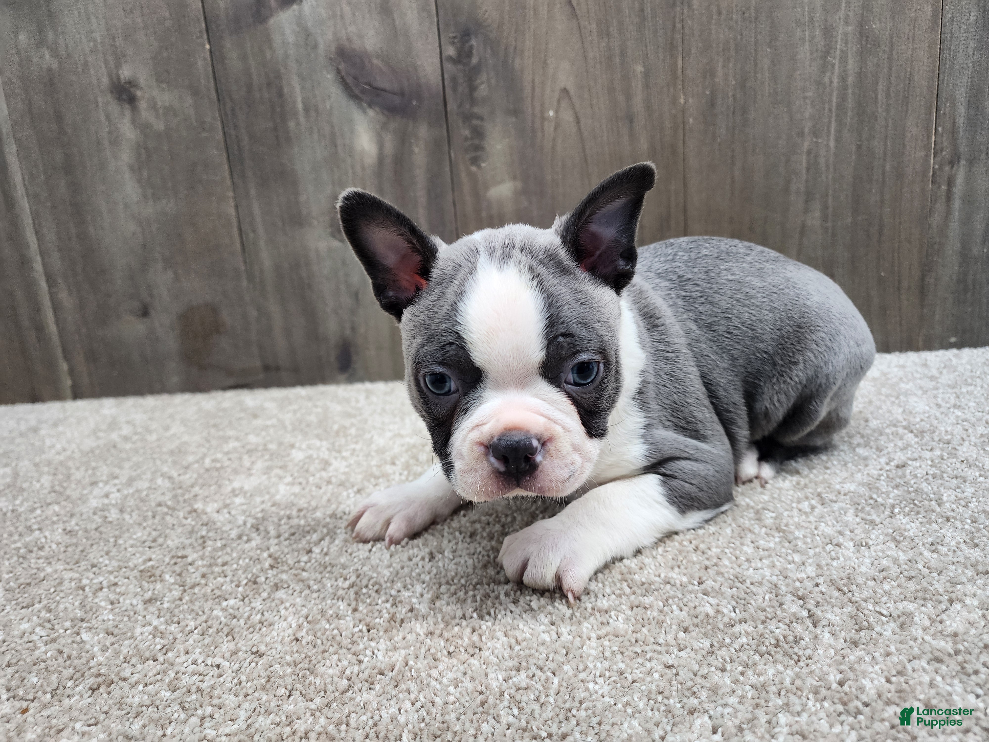 Boston Terrier dogs Boston Terrier Puppy 2 - Ad 1