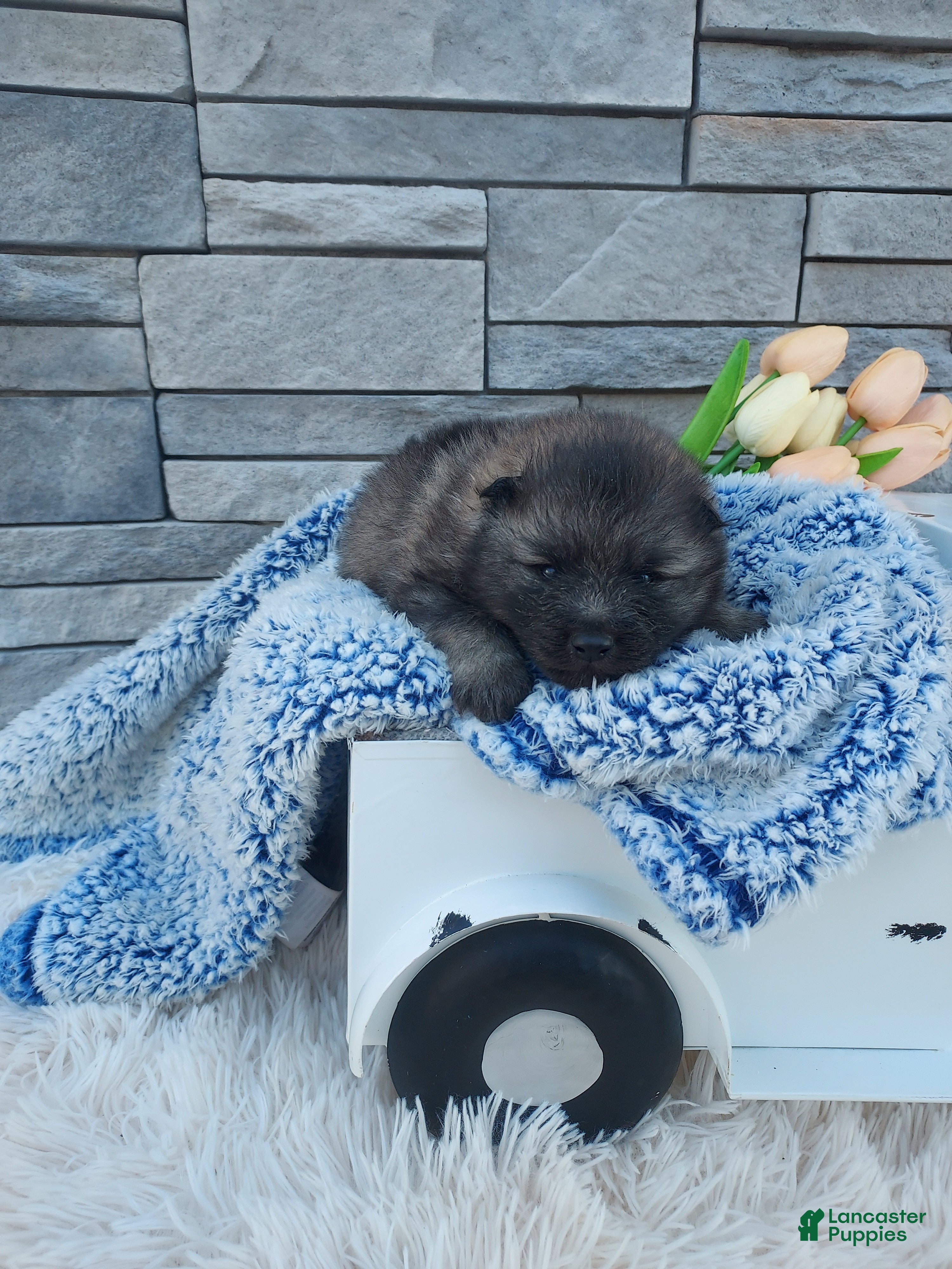 Keeshond dogs Allen - Ad 2