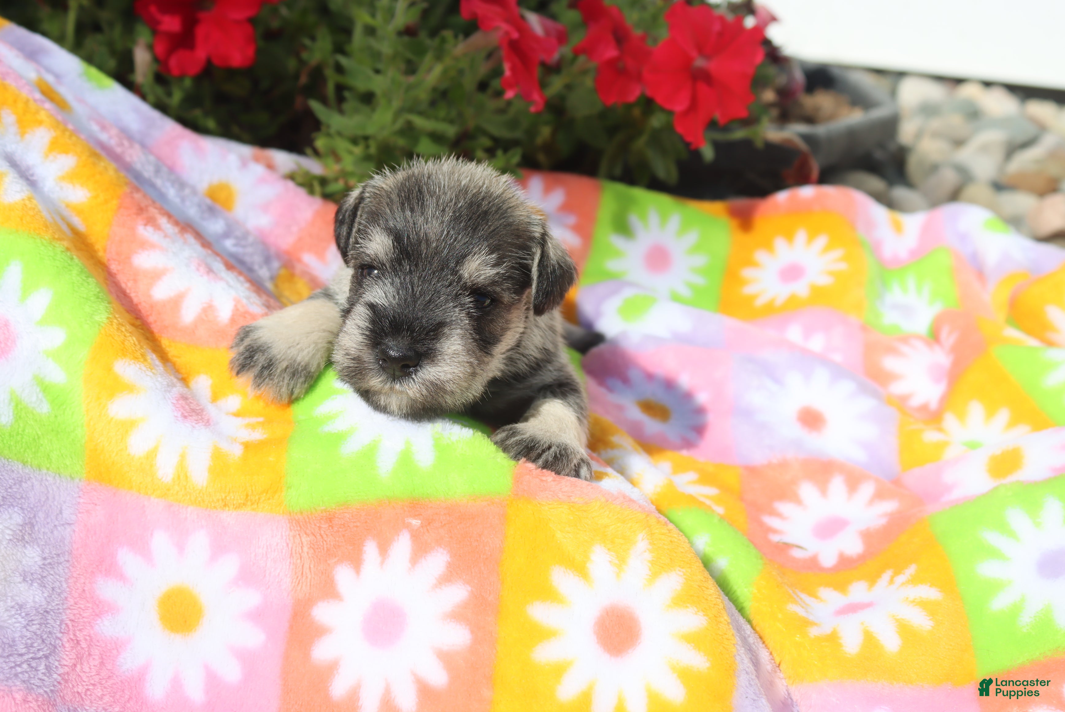 Miniature Schnauzer dogs landon - Ad 2