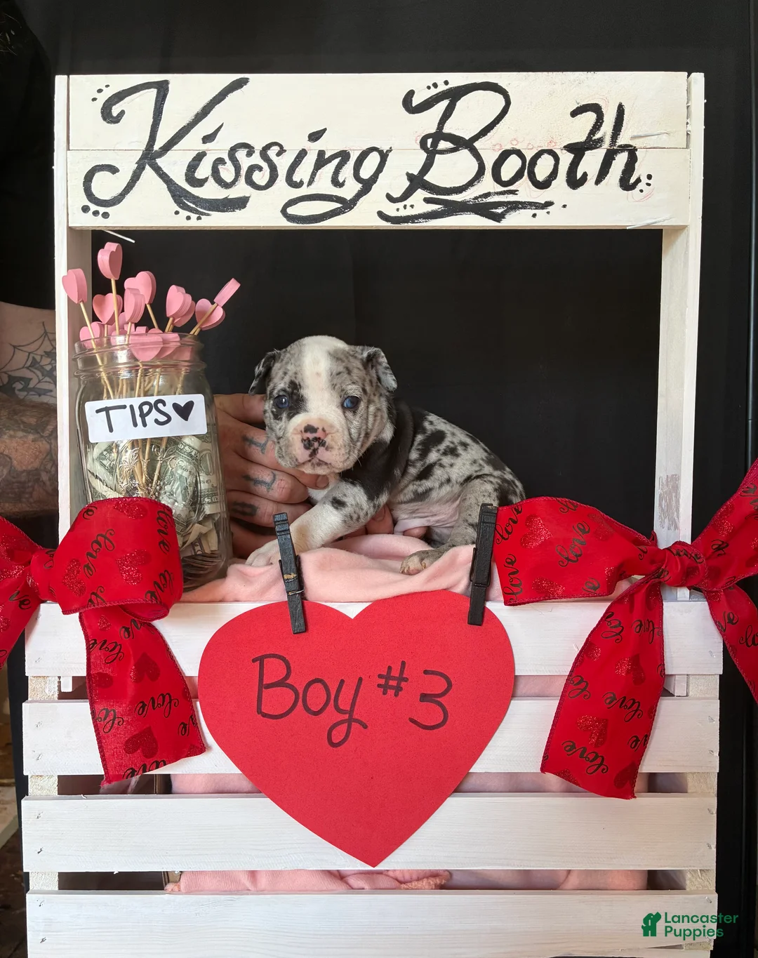 Olde English Bulldogge dogs for sale: Olde English Bulldogge Puppy 3 - Ad 6