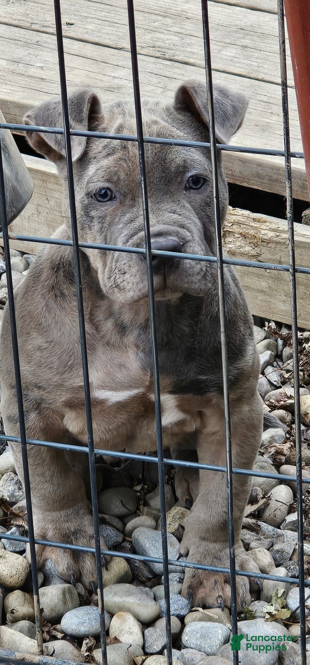 American Bully dogs for sale: American Bully Puppy 1 - Ad 4