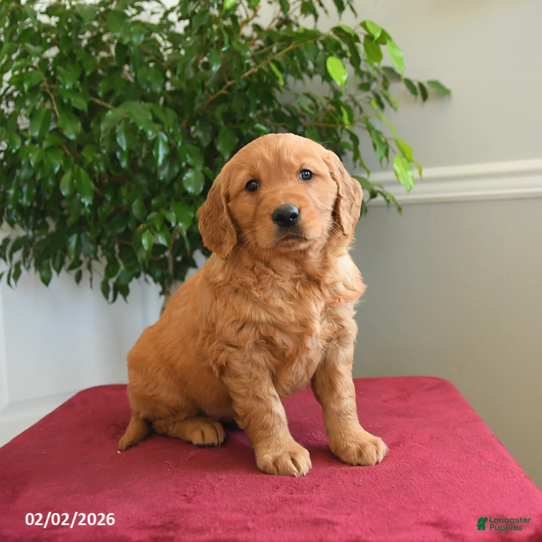 Golden Retriever dogs for sale: Starburst - Ad 3