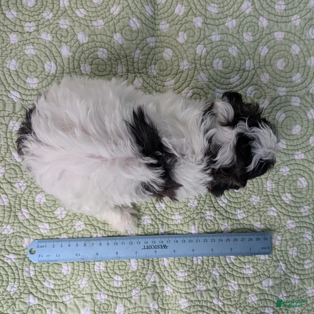 Teddy Bear dogs for sale: Sparrow - Ad 11