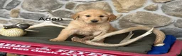 Golden Retriever dogs for sale: Aden - Ad 1