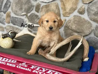 Golden Retriever dogs Aden - Ad 9